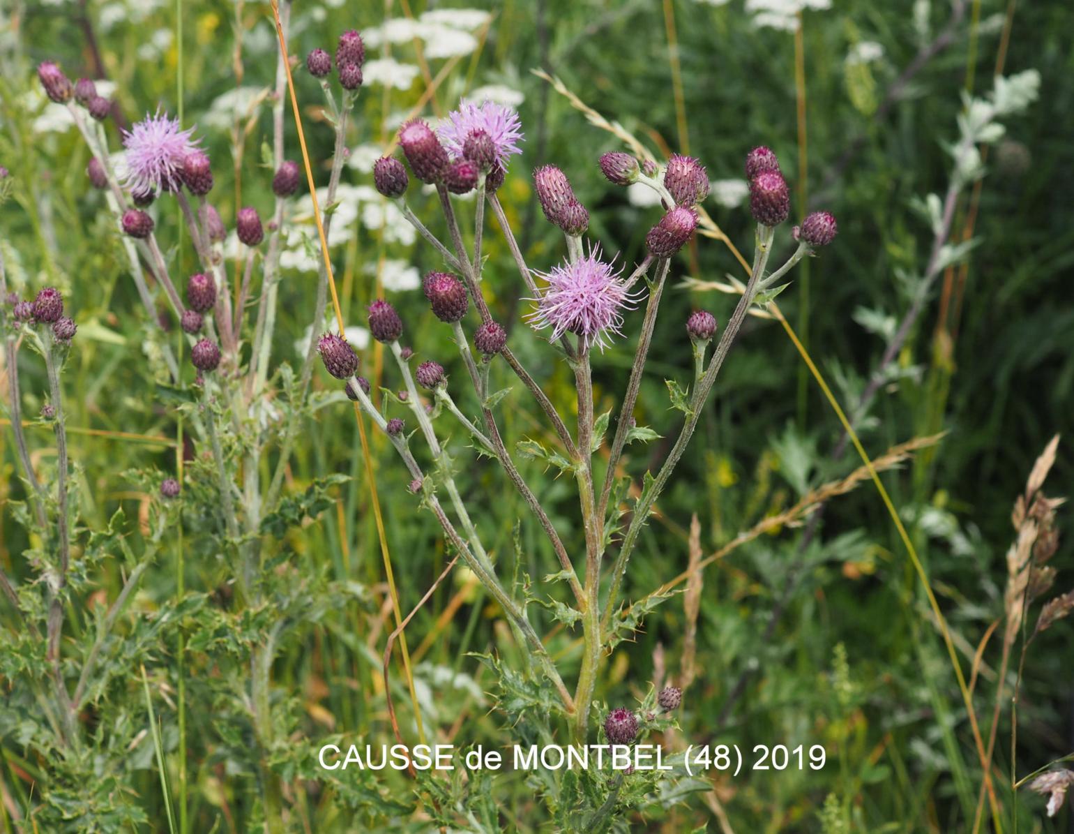 Thistle, Creeping